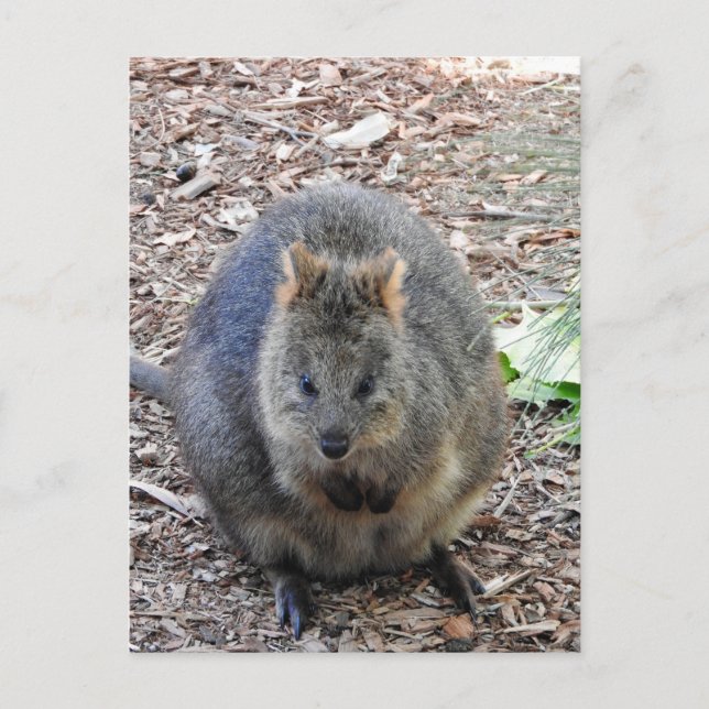 Quokka Vykort (Framsida)