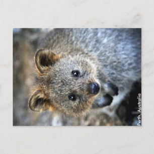 Quokka Western Australia vycard Vykort