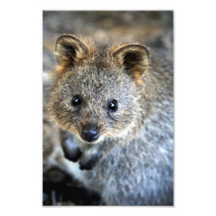 Quokka Western Australian Marsupial Fototryck