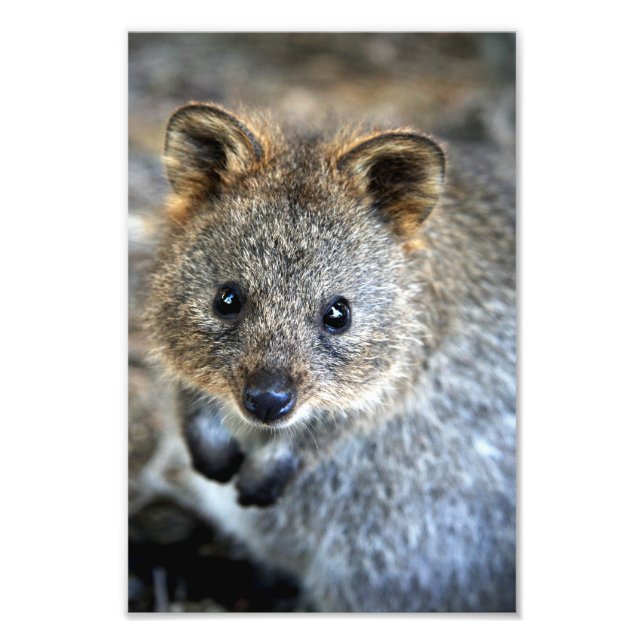 Quokka Western Australian Marsupial Fototryck (Framsidan)