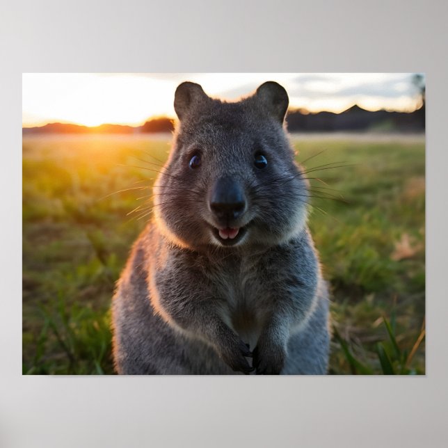 Quokkas Sunset Smile Poster (Framsidan)