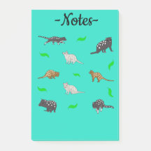 Quolls