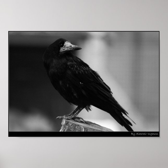 Quoth the Raven Poster (Framsidan)