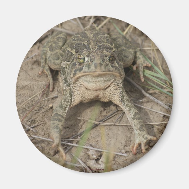 R10 Paddan Prairie Toad Magnet (Framsidan)