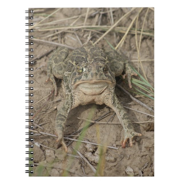 R10 Prairie Toad Anteckningsbok (Framsidan)