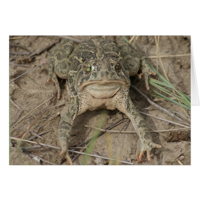 R10 Prairie Toad Hälsningskort (Framsidan Horizontal)
