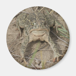 R10 Prairie Toad Magnet
