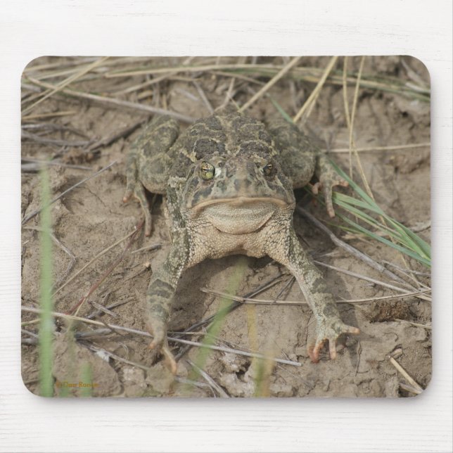 R10 Prairie Toad Musmatta (Framsidan)