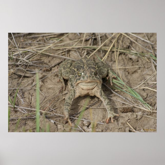 R10 Prairie Toad Poster (Framsidan)