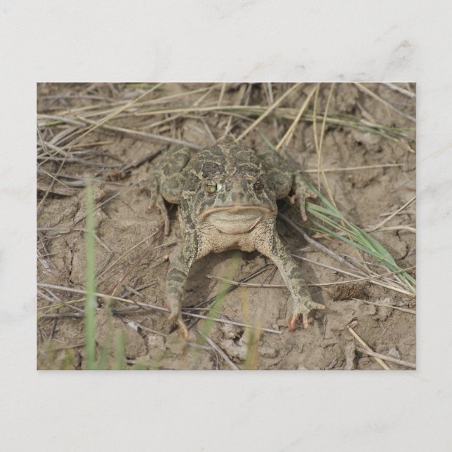 R10 Prairie Toad Vykort (Framsida)