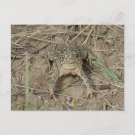 R10 Prärie Toad Vykort