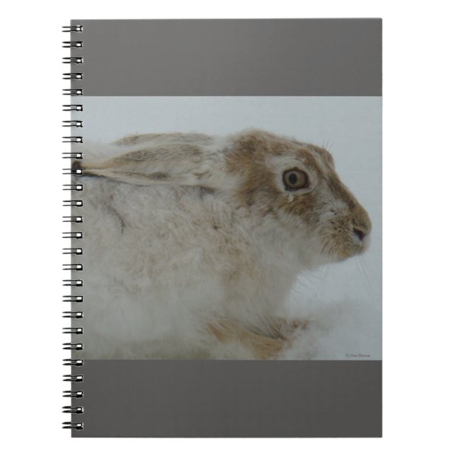 R11 Snowshoe Hare Head Shot Anteckningsbok (Framsidan)