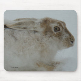R11 Snowshoe Hare Head Shot Musmatta