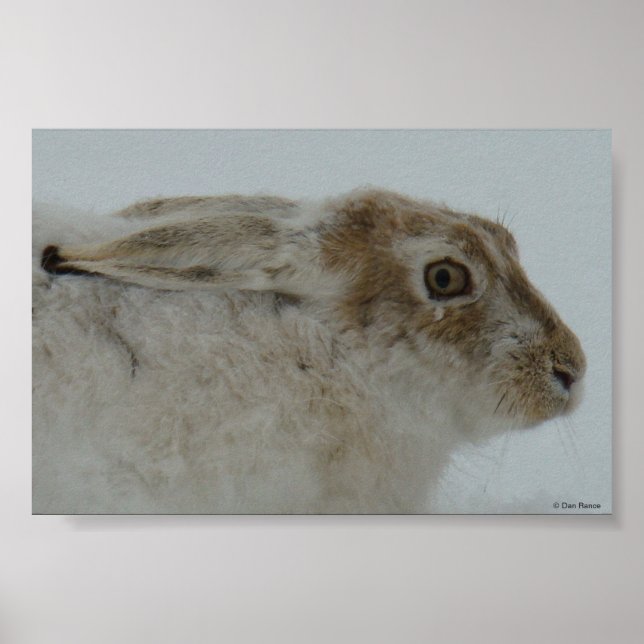 R11 Snowshoe Hare Head Shot Poster (Framsidan)