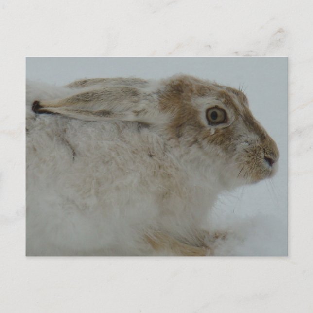R11 Snowshoe Hare Head Shot Vykort (Framsida)