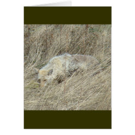 R13 Coyote i högt gräs Hälsningskort