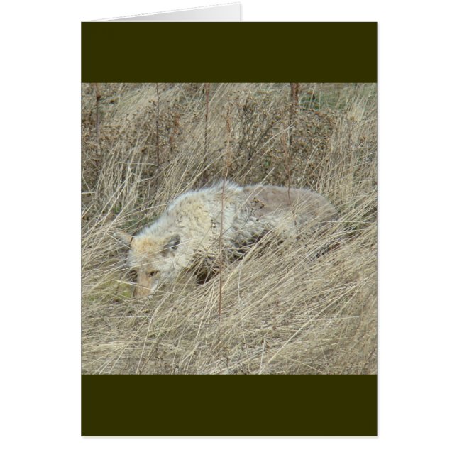 R13 Coyote i högt gräs Hälsningskort (Framsidan)