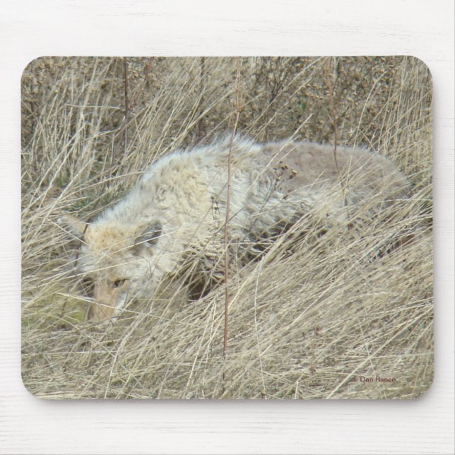 R13 Coyote i högt gräs Musmatta (Framsidan)