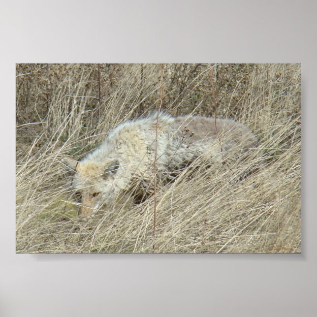 R13 Coyote i högt gräs Poster (Framsidan)