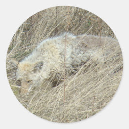 R13 Coyote i högt gräs Runt Klistermärke