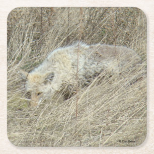 R13 Coyote i högt gräs Underlägg Papper Kvadrat