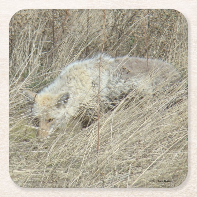 R13 Coyote i högt gräs Underlägg Papper Kvadrat (Framsidan)