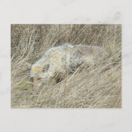 R13 Coyote i högt gräs Vykort