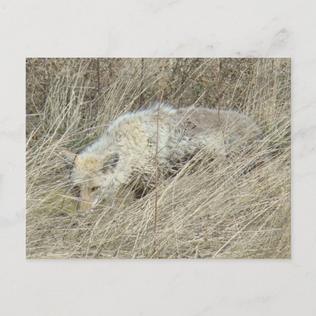 R13 Coyote i högt gräs Vykort (Framsida)
