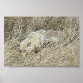 R13 Coyote i Tall Grass Poster