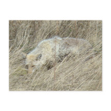 R13 Coyote i Tall Grass