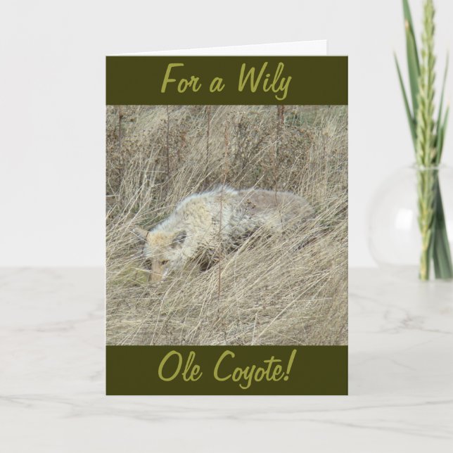 R13 Coyote i totalgräs Kort (Framsida)