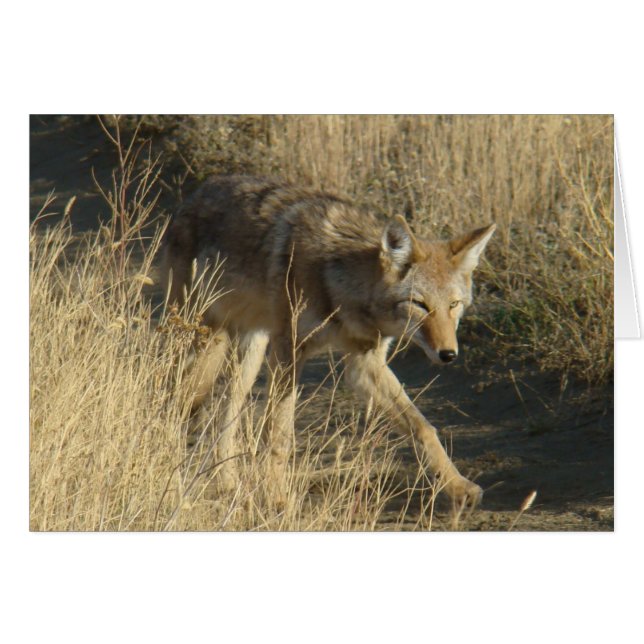 R14 Coyote Går Hälsningskort (Framsidan Horizontal)