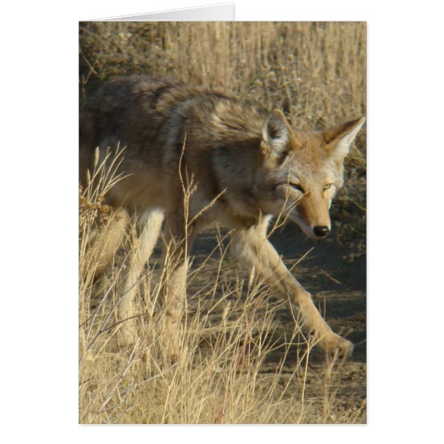 R14 Coyote Går Hälsningskort (Framsidan)