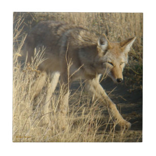 R14 Coyote Går Kakelplatta