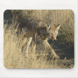 R14 Coyote Går Musmatta