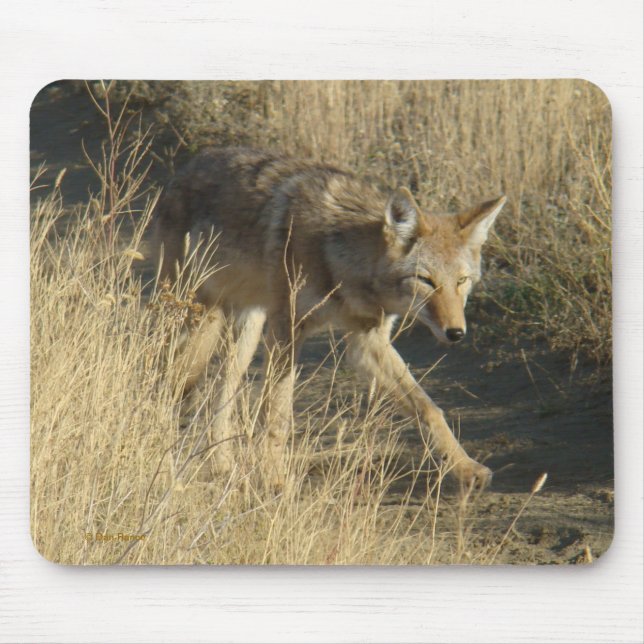 R14 Coyote Går Musmatta (Framsidan)