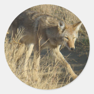 R14 Coyote Går Runt Klistermärke