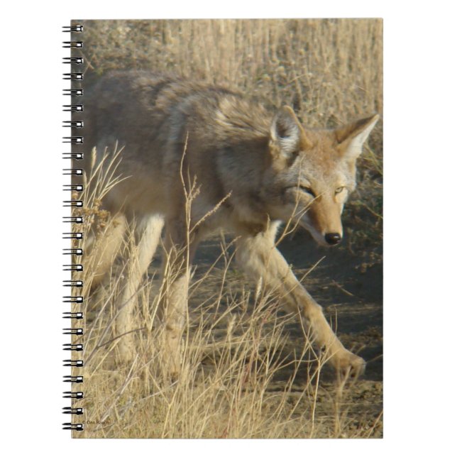 R14 Coyote Walking Anteckningsbok (Framsidan)