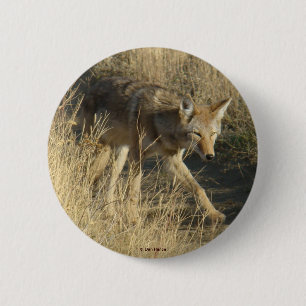 R14 Coyote Walking Knapp