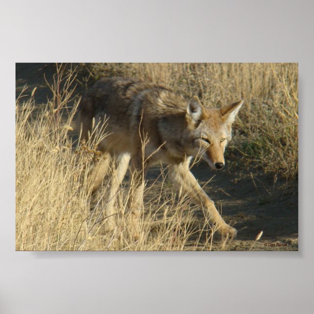 R14 Coyote Walking Poster (Framsidan)