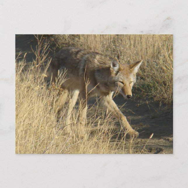 R14 Coyote Walking Vykort (Framsida)