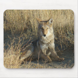 R15 Coyote Lay Musmatta