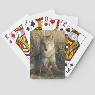 R15 Coyote Liggande Casinokort