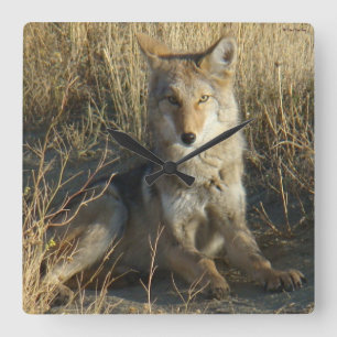 R15 Coyote Liggande Fyrkantig Klocka