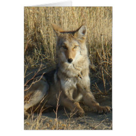 R15 Coyote Liggande Hälsningskort