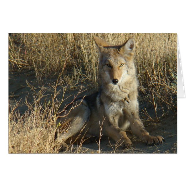 R15 Coyote Liggande Hälsningskort (Framsidan Horizontal)