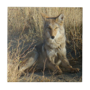 R15 Coyote Liggande Kakelplatta