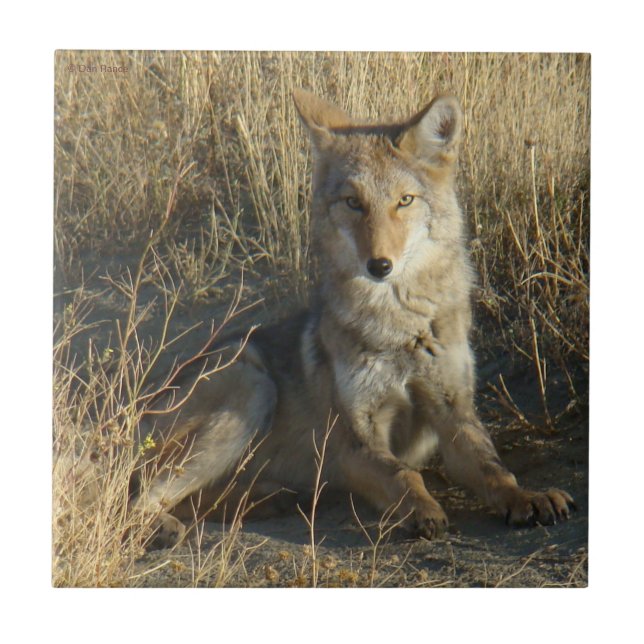 R15 Coyote Liggande Kakelplatta (Framsidan)