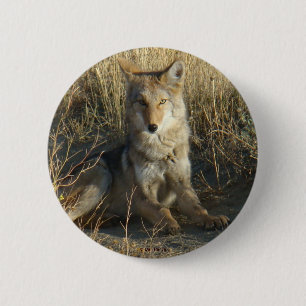 R15 Coyote Liggande Knapp