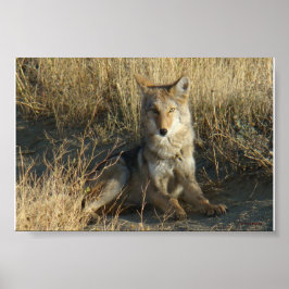 R15 Coyote Liggande Poster